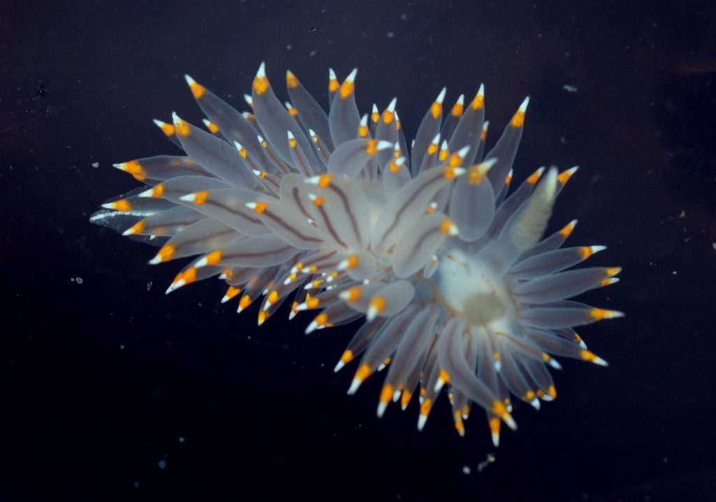 White-and-Orange-Tipped Nudibranch (Janolus fuscus)